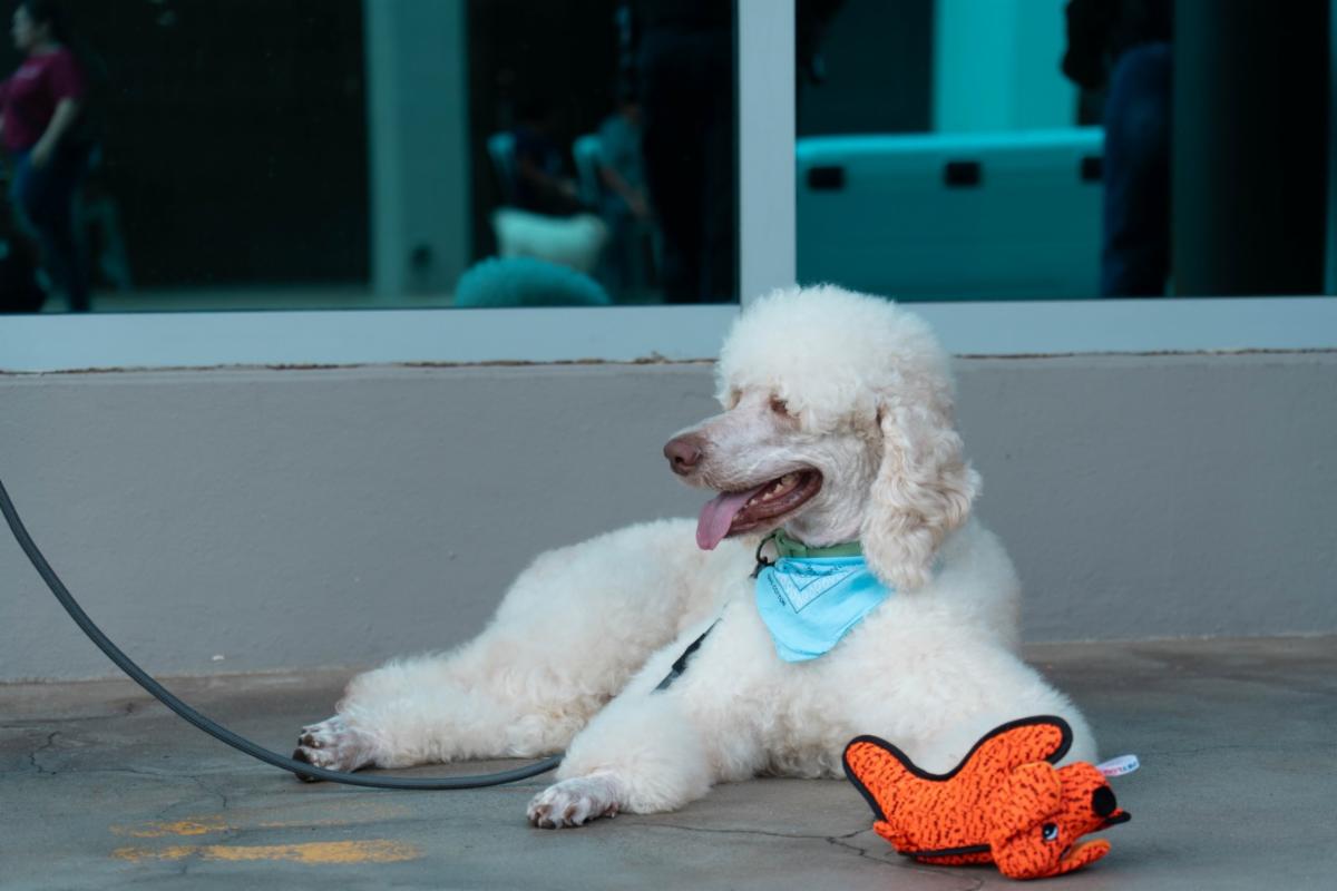 Perro poodle descansando durante la jornada