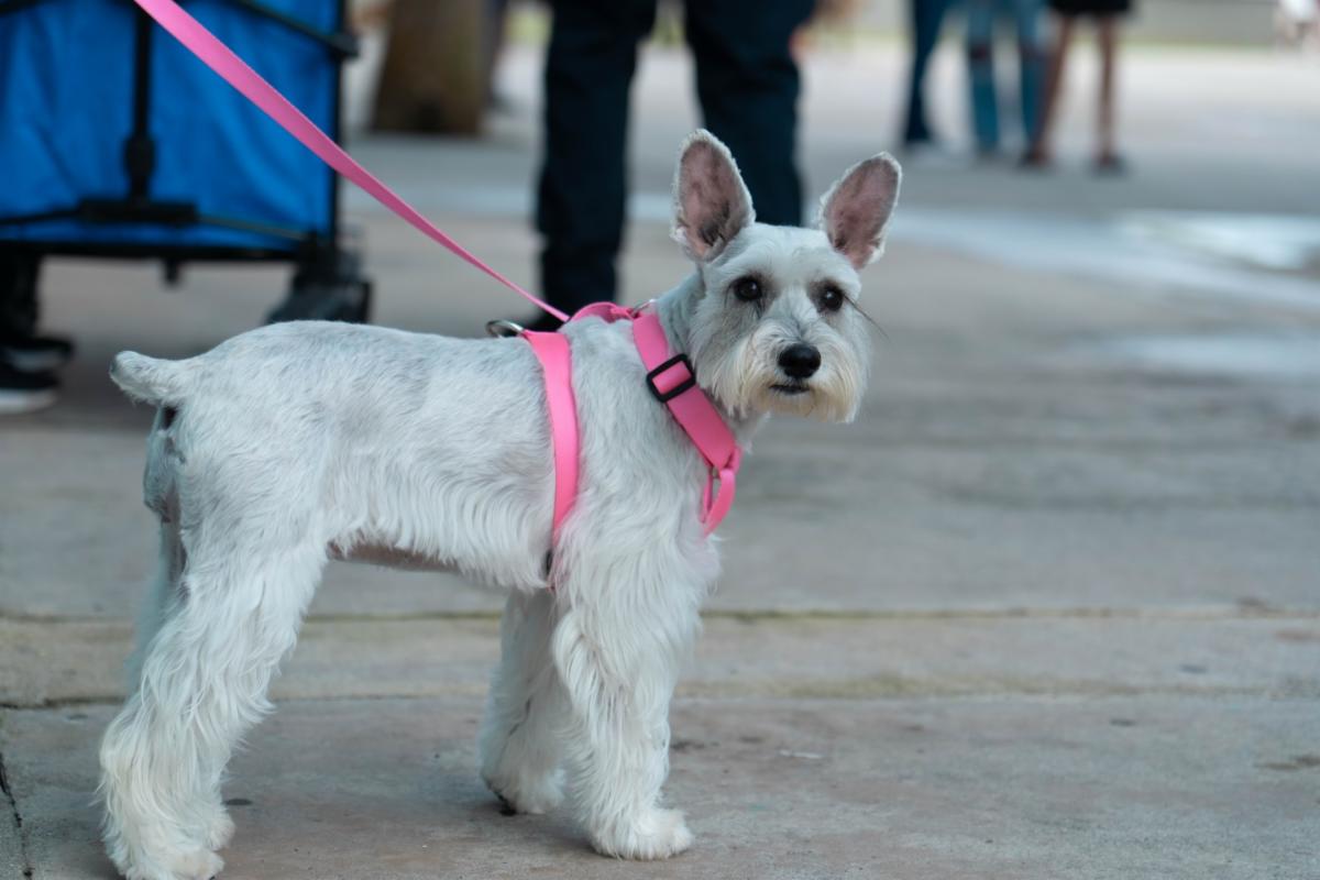 Schnauzer con arnés rosa en la jornada de vacunación
